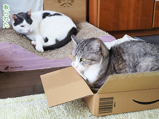 箱の中の猫