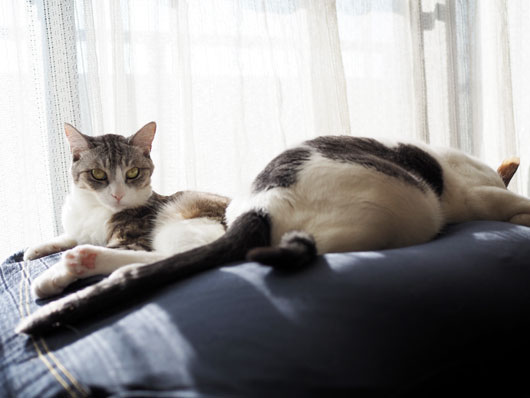 眠い猫