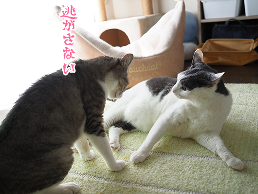 ケンカする猫