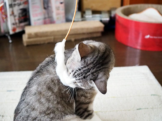 猫じゃらしと猫