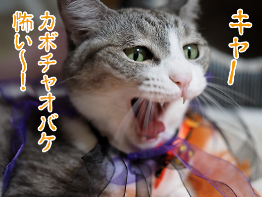 ハロウィンの猫