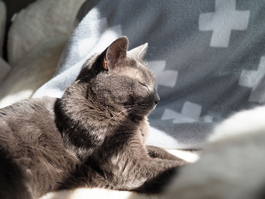 日向ぼっこする猫
