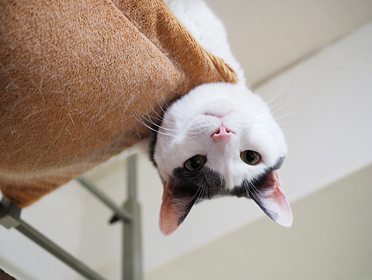 ハンモックの猫