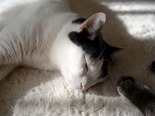 眠る猫