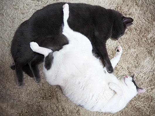 仲良く眠る猫