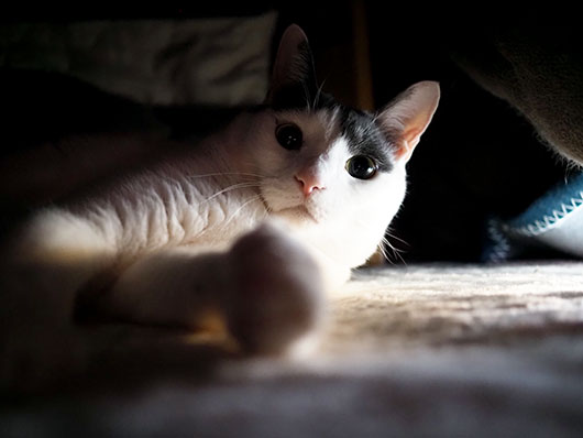 コタツの中の猫