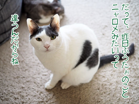 訴える猫