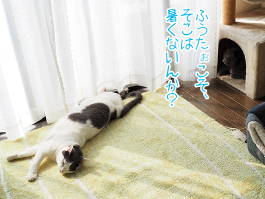 日向ぼっこする猫
