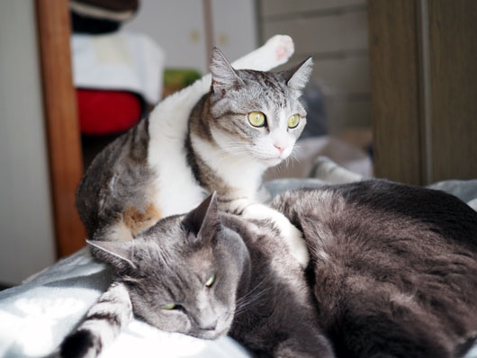 足を上げる猫