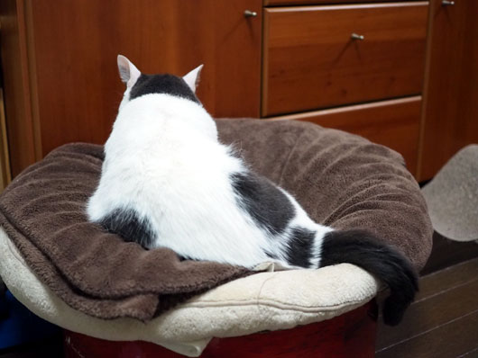 モミモミする猫