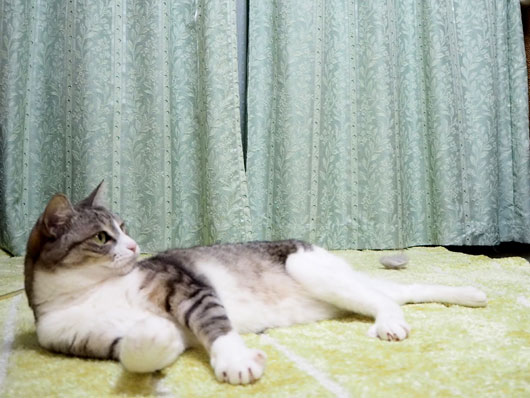 寝転がる猫