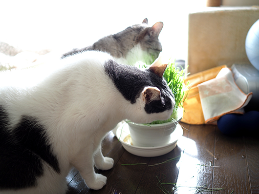 猫草を食べる猫