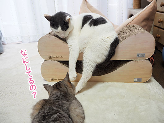 2匹の猫