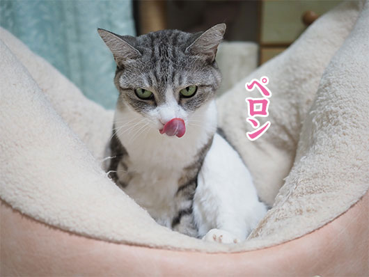 ペロッとする猫