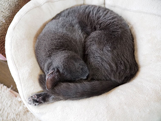 まん丸な猫