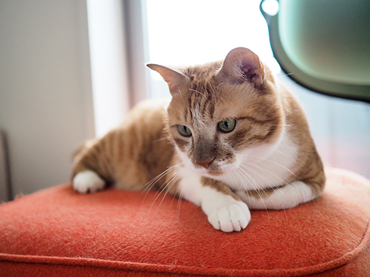 イッチャマンさんちのねこさん