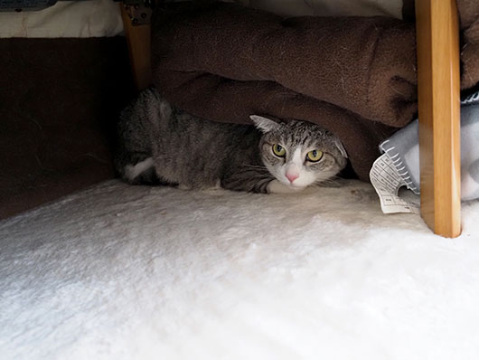 コタツの中の猫