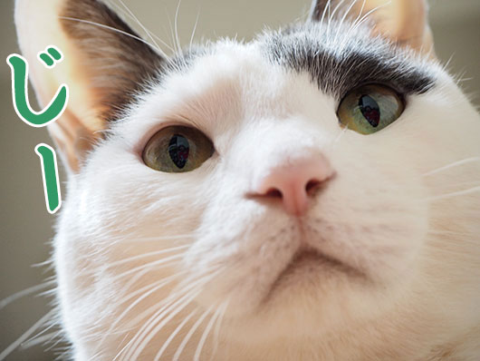 にらむ猫