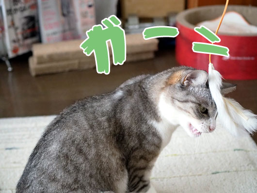 猫じゃらしとねこ