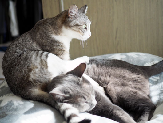じゃれあう猫