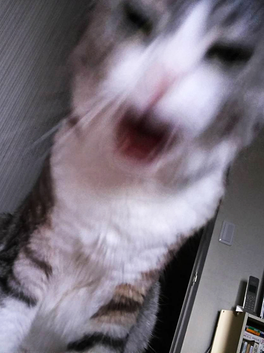 猫の写真ヘタクソ選手権 ねこ3生活 Powered By ライブドアブログ 猫の写真ヘタクソ選手権 ねこ3生活 Powered By ライブドアブログ