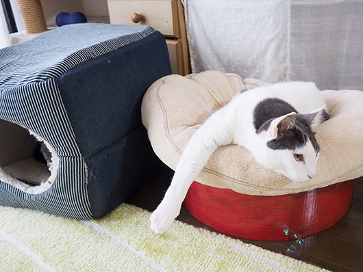 不安そうな猫
