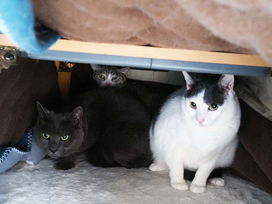 コタツの中の猫