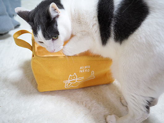カゴに入りたい猫