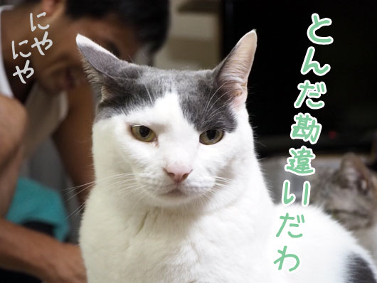 怒る猫