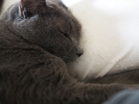 眠る猫