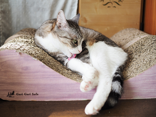 グルーミングする猫