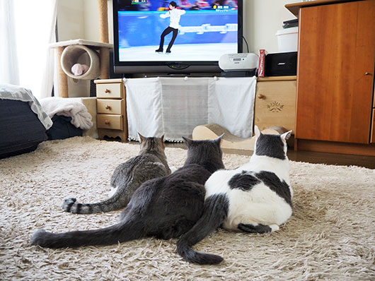 オリンピック観戦する猫
