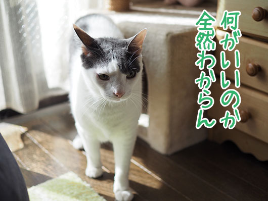 理解できないねこ