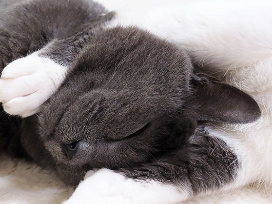 眠る猫