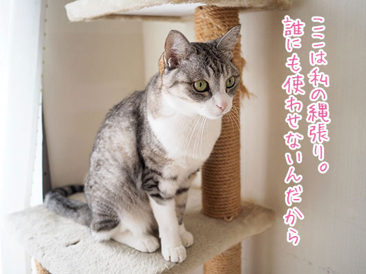 キャットタワーの上の猫