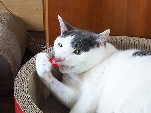 猫じゃらしで遊ぶ猫