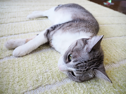 寝転ぶ猫