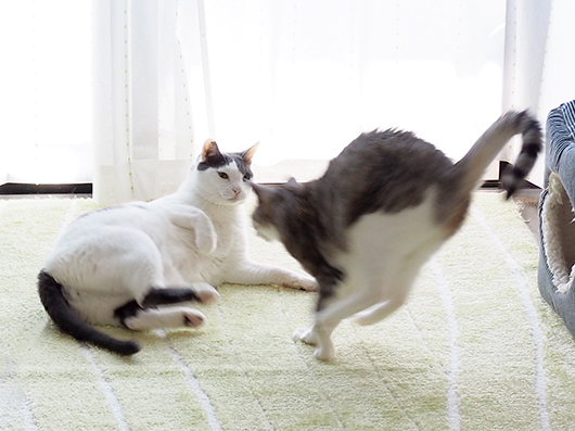 突進する猫