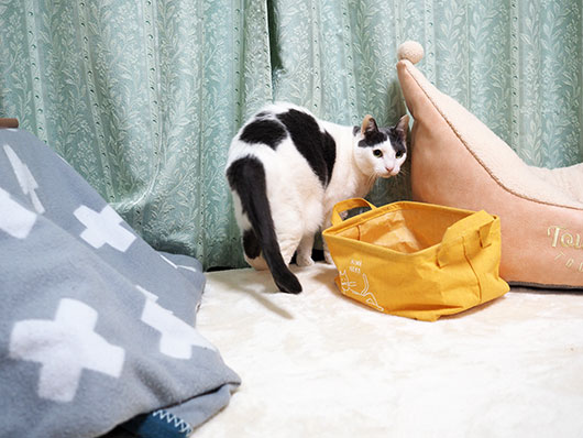 ビビる猫