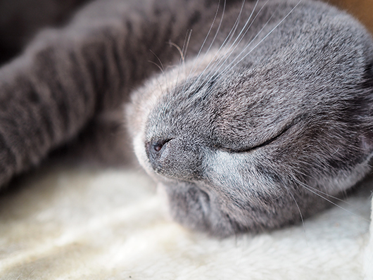 お昼寝する猫