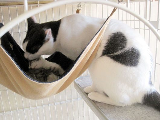 子猫と先住猫