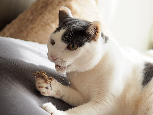 猫じゃらしで遊ぶ猫