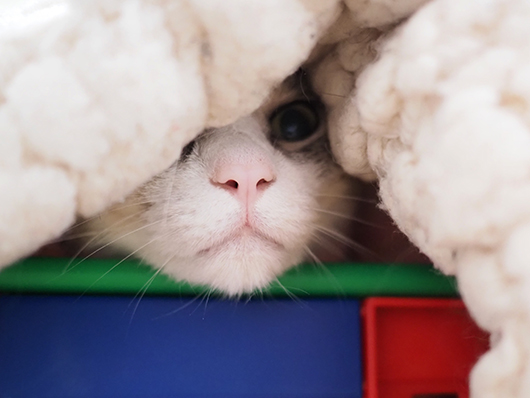 カゴの中の猫