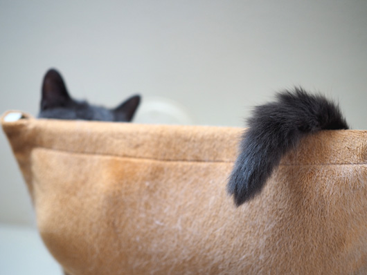 キャットウォークの猫