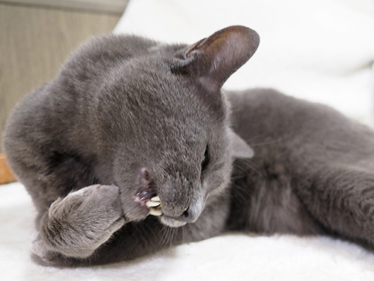 マタタビと猫
