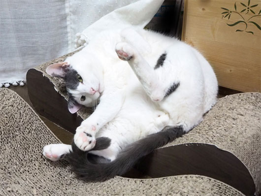 寝転がる猫