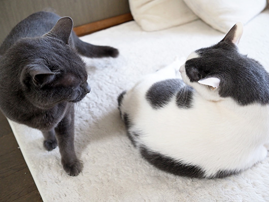 にらみ合う猫