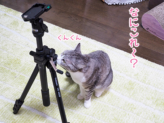猫と三脚