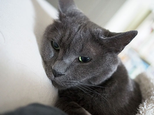 寝ぼけた猫