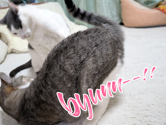 ケンカする猫